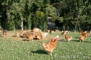 Les poulets en liberté de la Ferme du Logis à Jemeauville 78